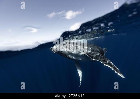 Baleine à bosse dans les eaux bleues profondes des Tonga. Banque D'Images