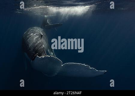 Baleine à bosse dans les eaux bleues profondes des Tonga. Banque D'Images