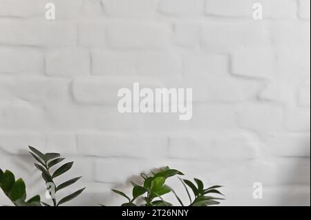 Feuilles vertes de plantes sur le fond d'un mur plâtré blanc brique. Banque D'Images