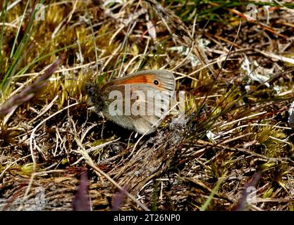 Petite lande (Coenonympha pamphilus) adulte reposant sur le sol avec des ailes fermées Winterton, Norfolk, Royaume-Uni. Mai Banque D'Images