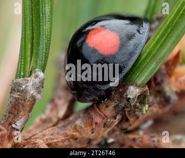 Coccinelle (Chilocorus renipustulatus) sur pin sylvestre. Tipperary, Irlande Banque D'Images