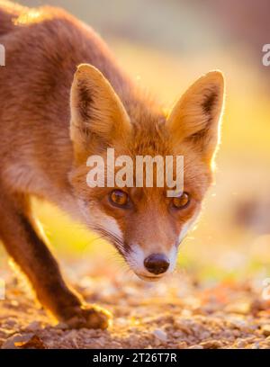 Renard roux - Vulpes vulpes, à l'attention, contact visuel direct, coucher de soleil Banque D'Images