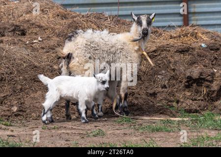 Portrait d'une chèvre domestique rustique blanche avec un enfant sur la pelouse dans la cour. Lait du village. Laine. Une famille de chèvres. Banque D'Images