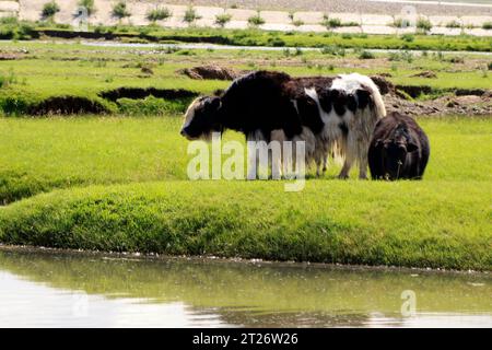 Yak broutant dans la steppe mongole Banque D'Images