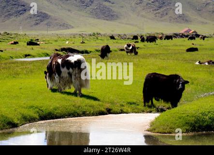 Yak broutant dans la steppe mongole Banque D'Images