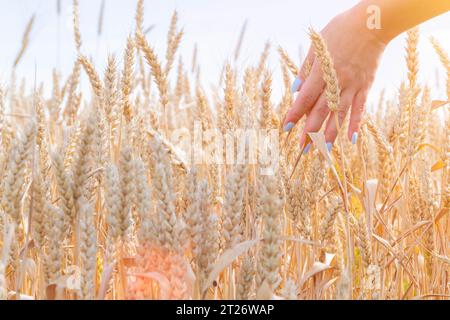 L'agronome vérifie la qualité des oreilles. Main et blé. Un terrain semé de seigle. Agriculture et agronomie. Homme dans le champ. Banque D'Images