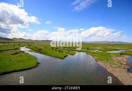 Yak broutant dans la steppe mongole Banque D'Images