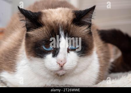 Gros plan d'un portrait d'un chat paresseux âgé multicolore et bien nourri, avec des yeux bleus sur un canapé en tissu gris. Chat parfait noble tricolore moelleux Banque D'Images