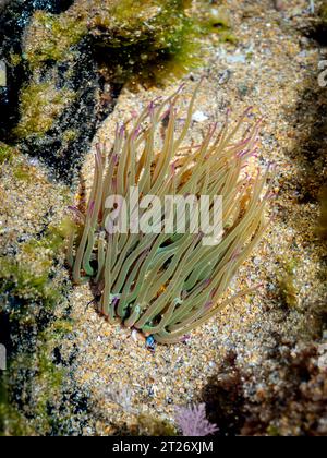 Anémone de Snakelocks (Anemonia viridis) sur un rocher à marée basse Banque D'Images