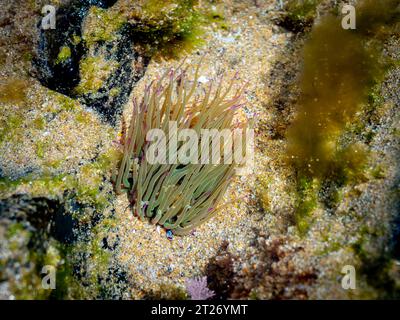 Anémone de Snakelocks (Anemonia viridis) sur un rocher à marée basse Banque D'Images