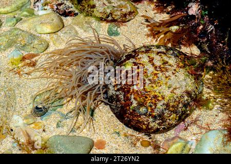 Anémone de Snakelocks (Anemonia viridis) sur un rocher à marée basse Banque D'Images