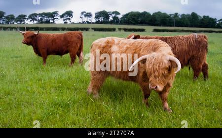 Vaches des hautes terres orangées velues, connues sous le nom de coos, avec des cornes dans un paysage écossais d'une prairie de plaine avec de longues herbes Banque D'Images