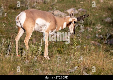 Antilope américaine ou antilope pronghorn dans le parc d'État de Custer, Dakota du Sud. Pronghorns Banque D'Images