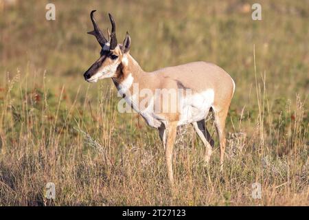 Antilope américaine ou antilope pronghorn dans le parc d'État de Custer, Dakota du Sud. Pronghorns Banque D'Images