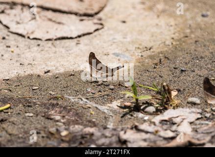 Daggerwing à bandes multiples (Marpesia chiron) sur la rivière Napo en Équateur Banque D'Images