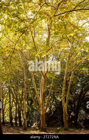 Tapada Nacional de Mafra Portugal Une forêt clôturée de plus de 800 hectares, l'ancien terrain de chasse de la royauté portugaise, maintenant un touriste et contre Banque D'Images