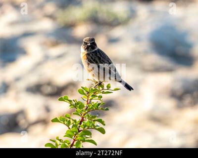 European Stonechat (Saxicola rubicola) Pahos, Chypre Banque D'Images
