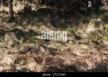 Tapada Nacional de Mafra Portugal Une forêt clôturée de plus de 800 hectares, l'ancien terrain de chasse de la royauté portugaise, maintenant un touriste et contre Banque D'Images