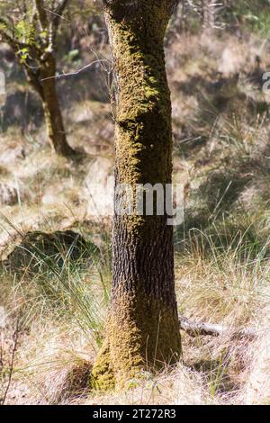 Tapada Nacional de Mafra Portugal Une forêt clôturée de plus de 800 hectares, l'ancien terrain de chasse de la royauté portugaise, maintenant un touriste et contre Banque D'Images