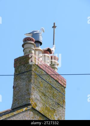 Mouettes assis sur les bouches de cheminée sur le toit d'une maison à Porthleven en Cornouailles en Angleterre Banque D'Images