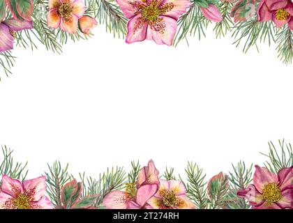 Cadre d'hiver horizontal avec hellébores et branches d'arbre de Noël. Plantes persistantes, pin, épinette, fleurs d'hiver. Illustration à l'aquarelle Banque D'Images