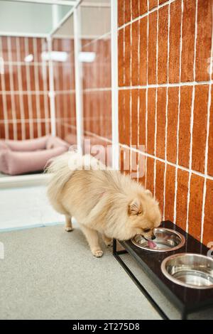 de l'eau douce pour chiens de race pure provenant d'un stand de bol près d'un chenil confortable dans un hôtel accueillant pour animaux de compagnie Banque D'Images