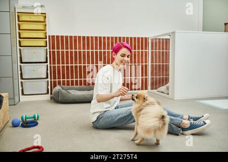 chien sitter souriant tenant friandise près de pomeranian spitz pendant la formation dans l'hôtel pour animaux de compagnie, obéissance Banque D'Images