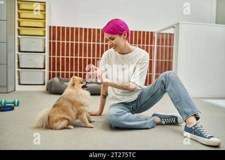 chien sitter souriant donnant le commandement assis au pomeranian spitz pendant la formation dans l'hôtel pour animaux de compagnie, obéissance Banque D'Images