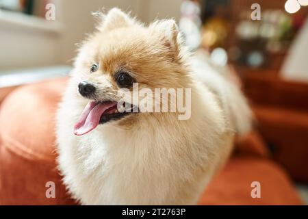 spitz pomeranian à fourrure sortant de la langue dans l'environnement confortable de l'hôtel pour animaux de compagnie, logement pour chiens Banque D'Images