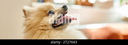 vue latérale du délicieux spitz pomeranian avec langue dans la zone de réception de l'hôtel pour chiens, bannière Banque D'Images