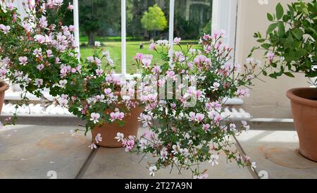 Belles petites fleurs roses PELARGONIUM Citriodorum fenêtre de plante d'intérieur dans Temperate House Kew Gardens floraison en été Londres UK KATHY DEWITT Banque D'Images