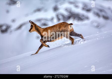 Chamois dans la neige sur les sommets du Parc National Picos de Europa en Espagne. Rebeco,Rupicapra rupicapra. Banque D'Images