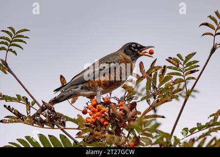 Un Robin américain, Turdus migratorius, se nourrissant de baies orangées sur un frêne de montagne, Sorbus americana, dans un jardin Banque D'Images