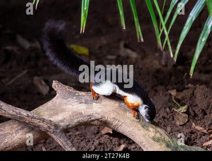 L'écureuil de Prevost est un écureuil arboricole originaire d'Asie du Sud-est. Il est connu pour son manteau tricolore distinctif, qui est brun sur le dessus, blanc o Banque D'Images