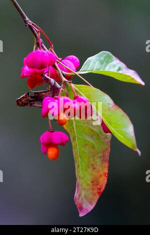 Octobre, fruits, plante, arbre à broche, Euonymus Banque D'Images