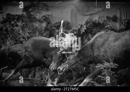 Hopkinton State Fair, New Hampshire 2023 - deux grandes cornes d'écluse d'orignal taxidermized est une démonstration posée de force dans une grange. L'image a été capturée le Banque D'Images