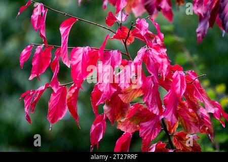 Bois de fer persan, Parrotia persica, Sorcière persan Hazel, Rouge, bois de fer persan, feuillage, jardin, Irontree, feuilles en automne Banque D'Images