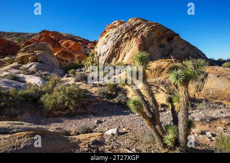 Rock Prominence dans Gold Butte National Monument, Nevada, États-Unis. Banque D'Images