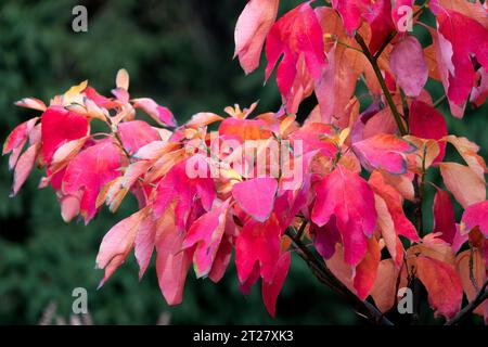 Sassafras, arbre, feuilles, automne, Sassafras albidum, feuillage Banque D'Images
