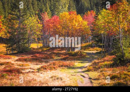 Un magnifique paysage d'automne avec une gamme d'arbres colorés dans un cadre forestier Banque D'Images