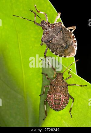 La punaise marmorée brune (Halyomorpha halys), un envahisseur ailé d'Asie qui mange des récoltes et infeste les maisons américaines, se propage et devrait continuer à le faire. Adulte (haut) et nymphe de cinquième stade (bas). Banque D'Images