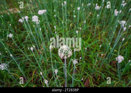 Fleurs de poireau en fleurs dans les champs Banque D'Images