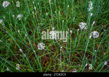 Fleurs de poireau en fleurs dans les champs Banque D'Images