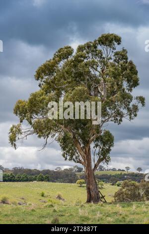 Journée à la campagne en admirant le paysage autour de Lucknow près d'Orange dans le centre-ouest de NSW, en Australie. Banque D'Images