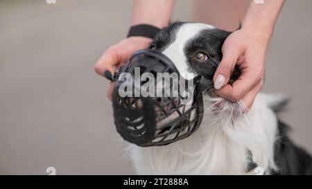 Femme marche 2 chiens. Gros plan des jambes de femmes, bordure de collie et taureau terrier dans les muzzles et sur les laisses lors d'une promenade à l'extérieur. Banque D'Images