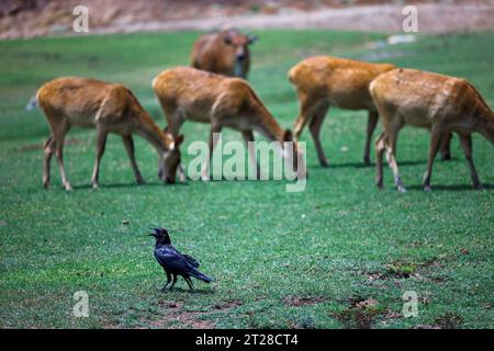 corvid se tient sur l'herbe avec un troupeau de cerfs en arrière-plan Banque D'Images