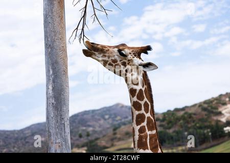 gros plan de girafe paissant sur un arbre Banque D'Images