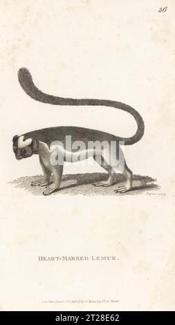 Lémurien à tête blanche, Eulemur albifrons. Originaire de Madagascar. Lémurien marqué au cœur, Lemur bicolor. D'après une illustration de John Frederick Miller dans Cimelia Physica. Gravure sur cuivre de Taylor tirée de George Shaw’s General Zoology : Mammalia, G. Kearsley, Fleet Street, Londres, 1800. Banque D'Images