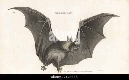 Grand renard volant, en voie de disparition, Pteropus vampyrus. Chauve-souris Vampyre, Vespertilio vampyrus. Gravure sur cuivre par James Heath, de George Shaw’s General Zoology : Mammalia, G. Kearsley, Fleet Street, Londres, 1800. Banque D'Images