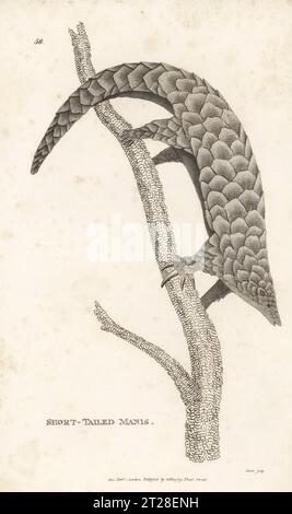 Pangolin chinois, Manis pentadactyla. En danger critique. Manis à queue courte, alungu, Bajar-cit. Gravure sur cuivre par James Heath, de George Shaw’s General Zoology : Mammalia, G. Kearsley, Fleet Street, Londres, 1800. Banque D'Images